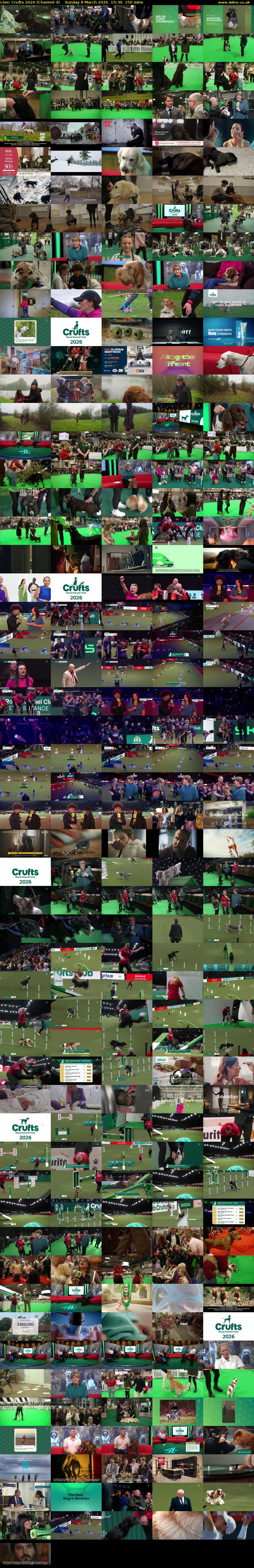 Live: Crufts 2026 (Channel 4) Sunday 8 March 2026 15:30 - 18:00