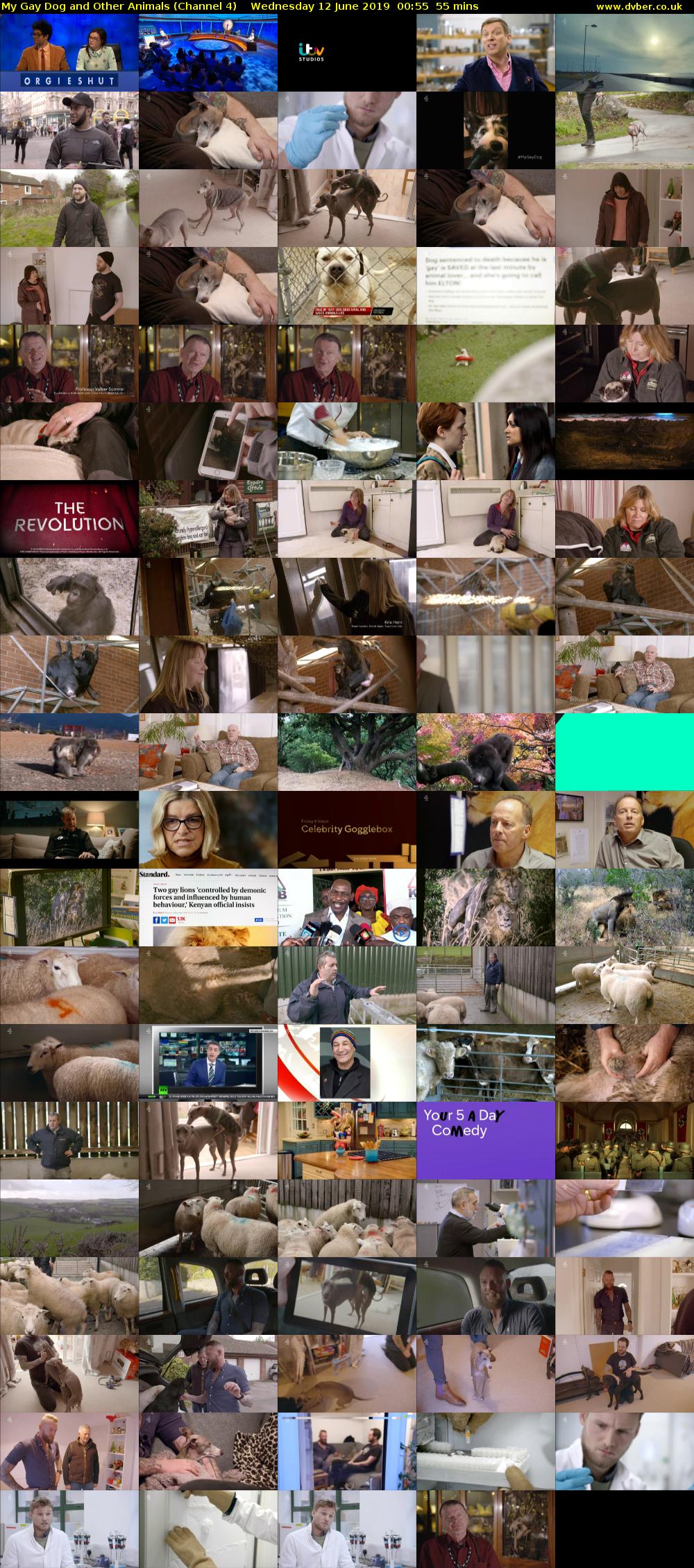 My Gay Dog and Other Animals (Channel 4) Wednesday 12 June 2019 00:55 - 01:50