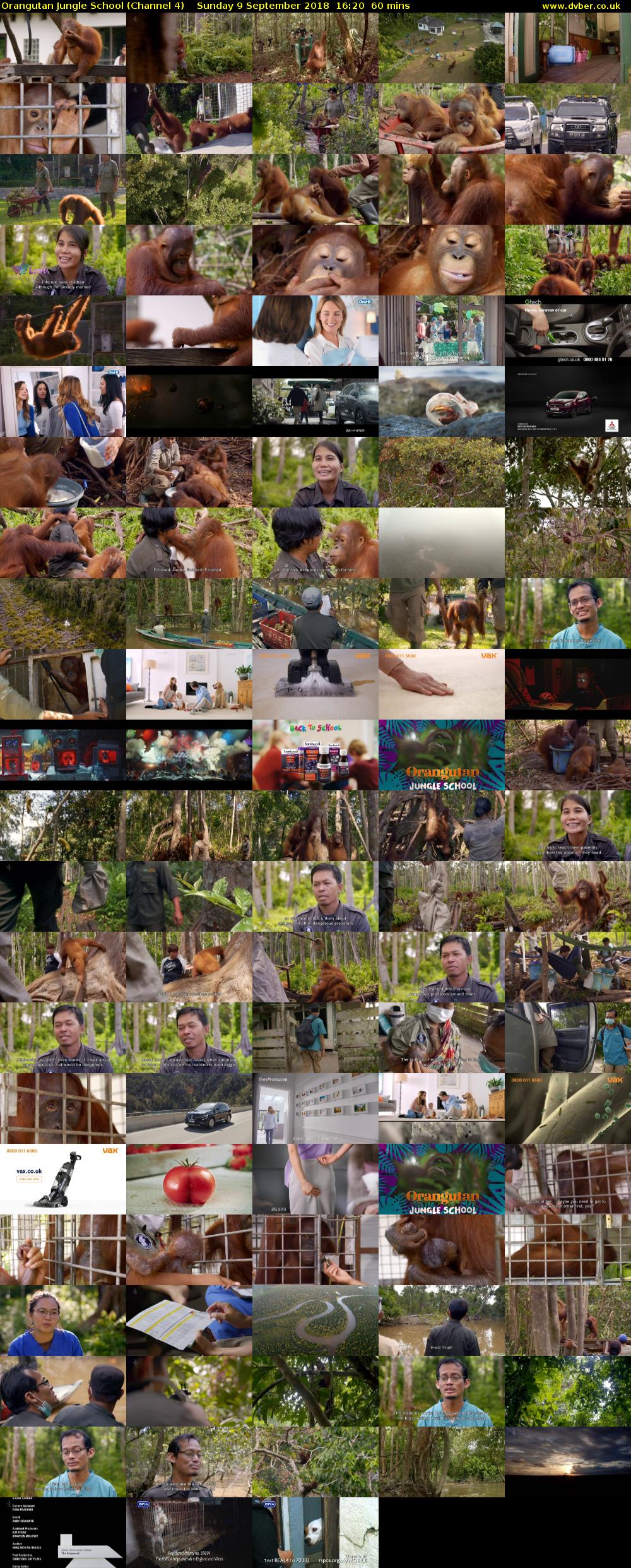 Orangutan Jungle School (Channel 4) Sunday 9 September 2018 16:20 - 17:20