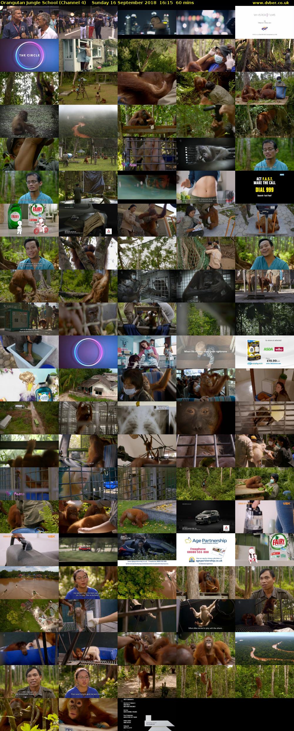 Orangutan Jungle School (Channel 4) Sunday 16 September 2018 16:15 - 17:15