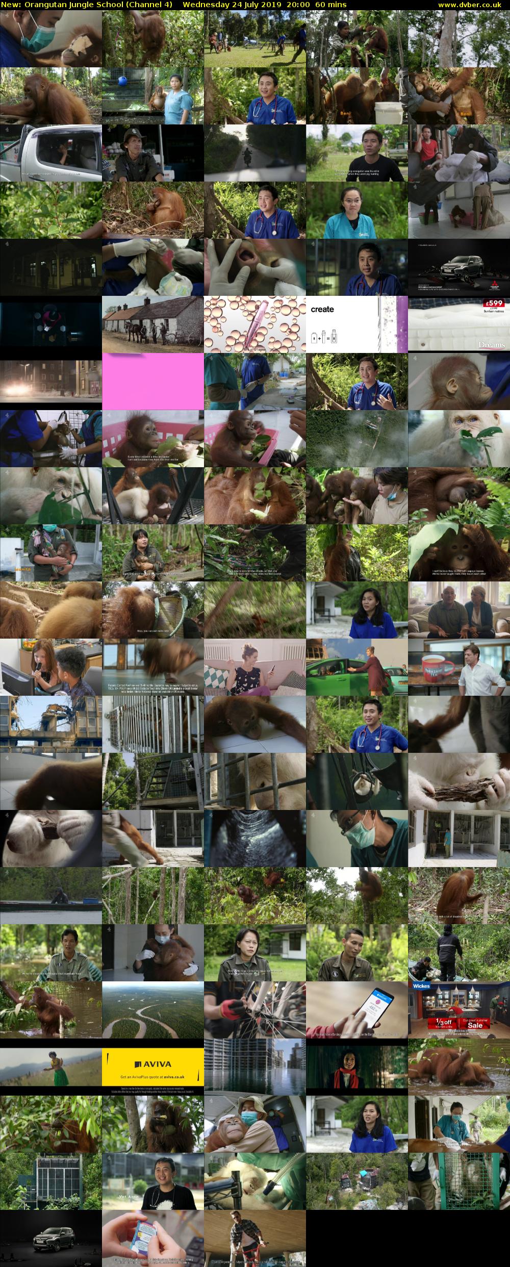 Orangutan Jungle School (Channel 4) Wednesday 24 July 2019 20:00 - 21:00