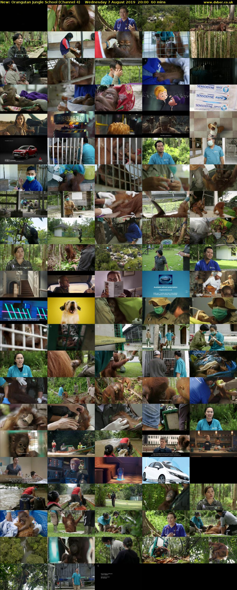 Orangutan Jungle School (Channel 4) Wednesday 7 August 2019 20:00 - 21:00