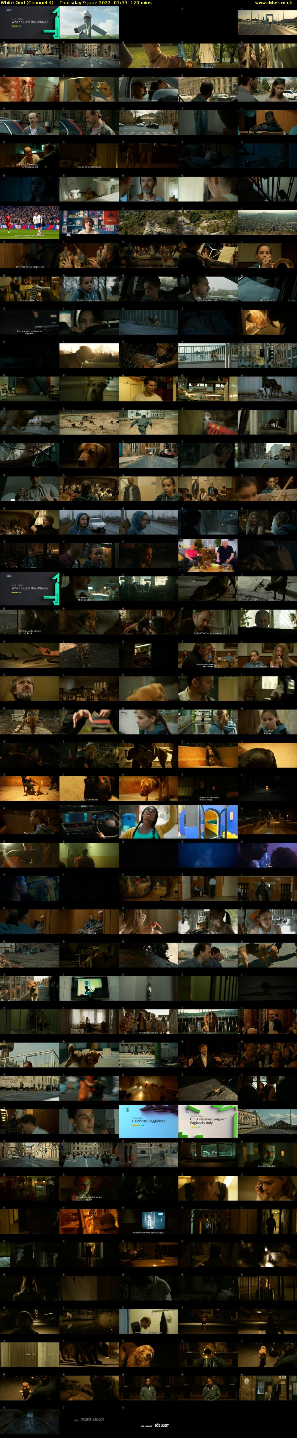 White God (Channel 4) Thursday 9 June 2022 01:55 - 03:55