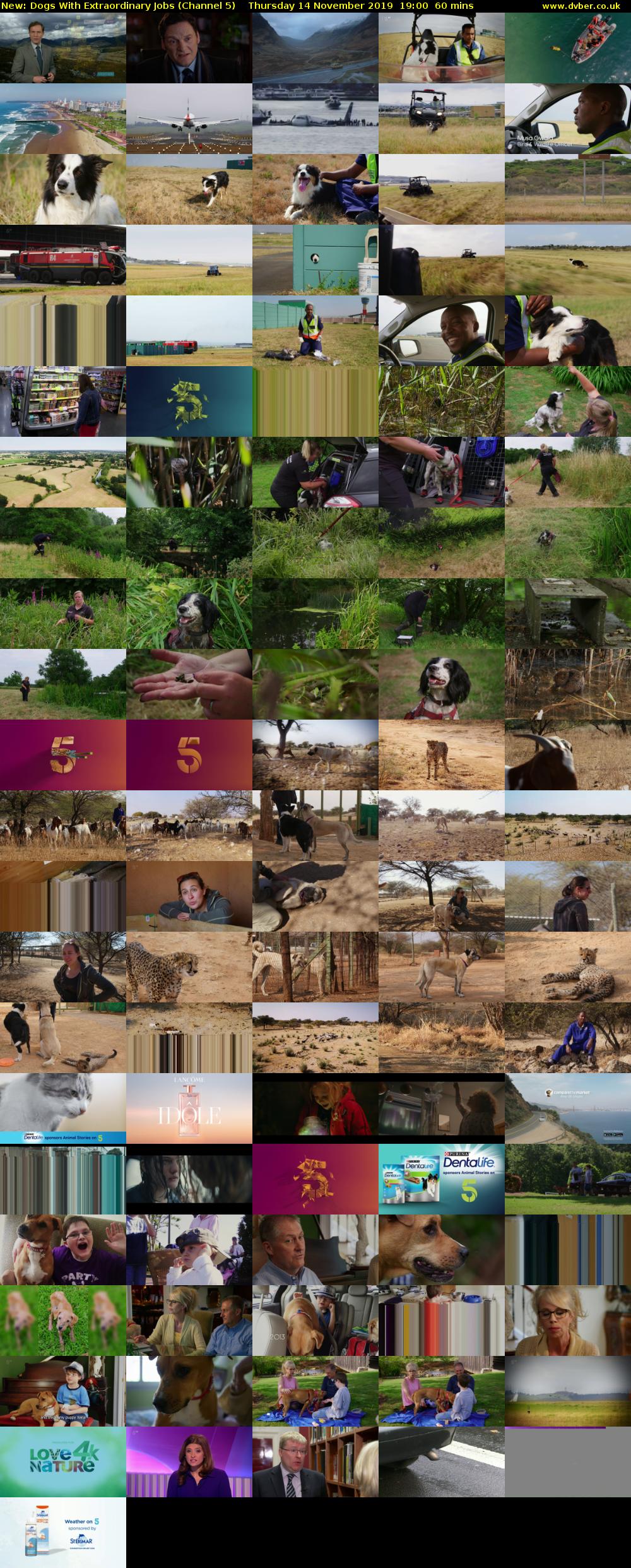 Dogs With Extraordinary Jobs (Channel 5) Thursday 14 November 2019 19:00 - 20:00