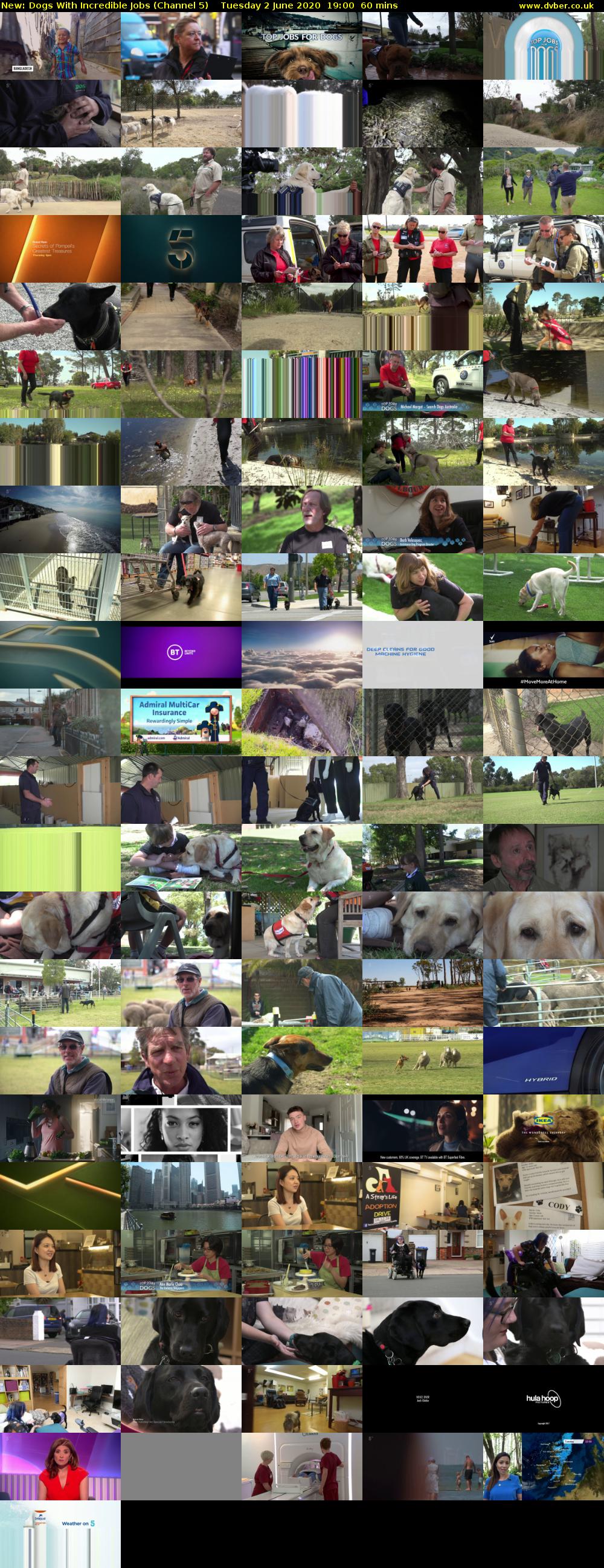 Dogs With Incredible Jobs (Channel 5) Tuesday 2 June 2020 19:00 - 20:00