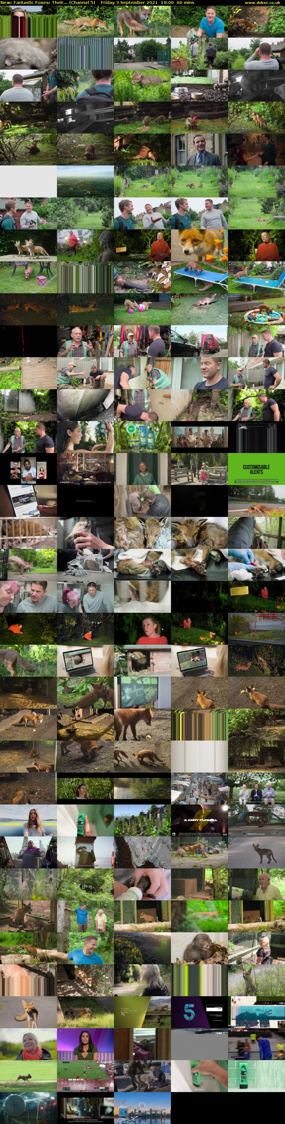 Fantastic Foxes: Their... (Channel 5) Friday 3 September 2021 19:00 - 20:00