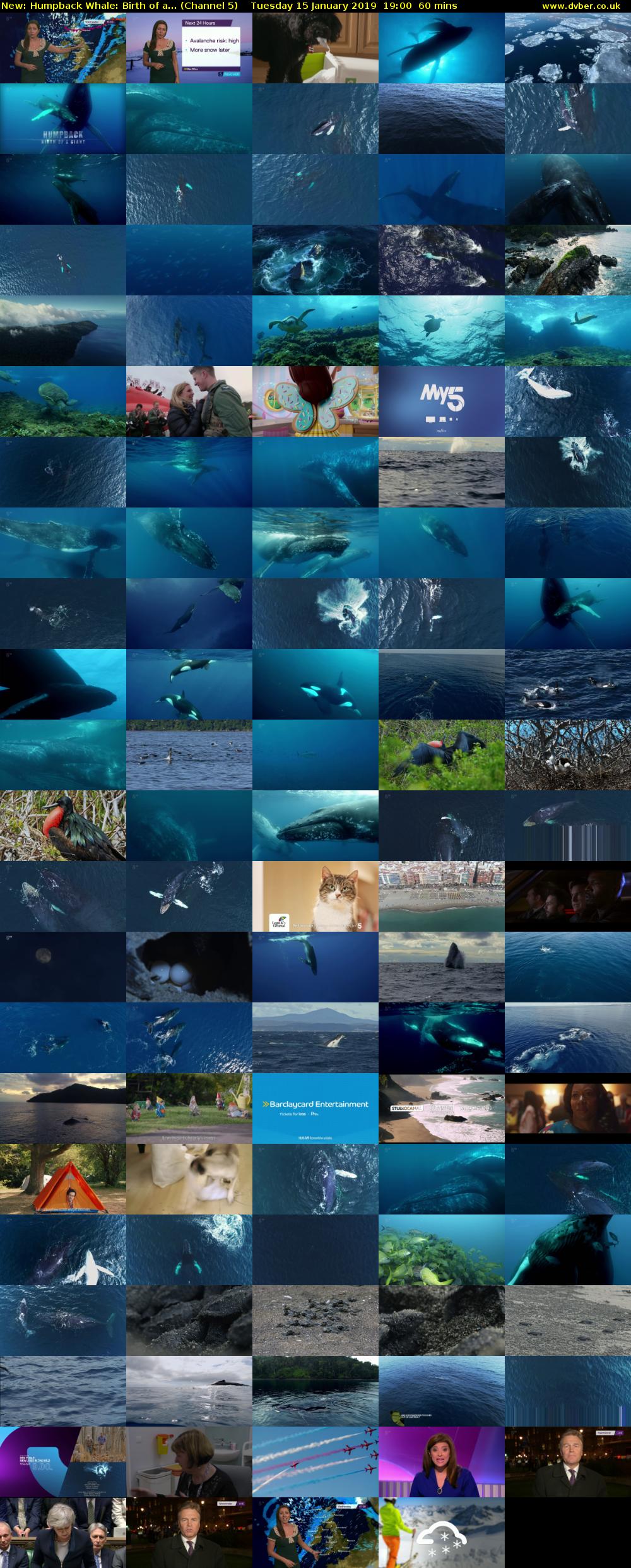 Humpback Whale: Birth of a... (Channel 5) Tuesday 15 January 2019 19:00 - 20:00