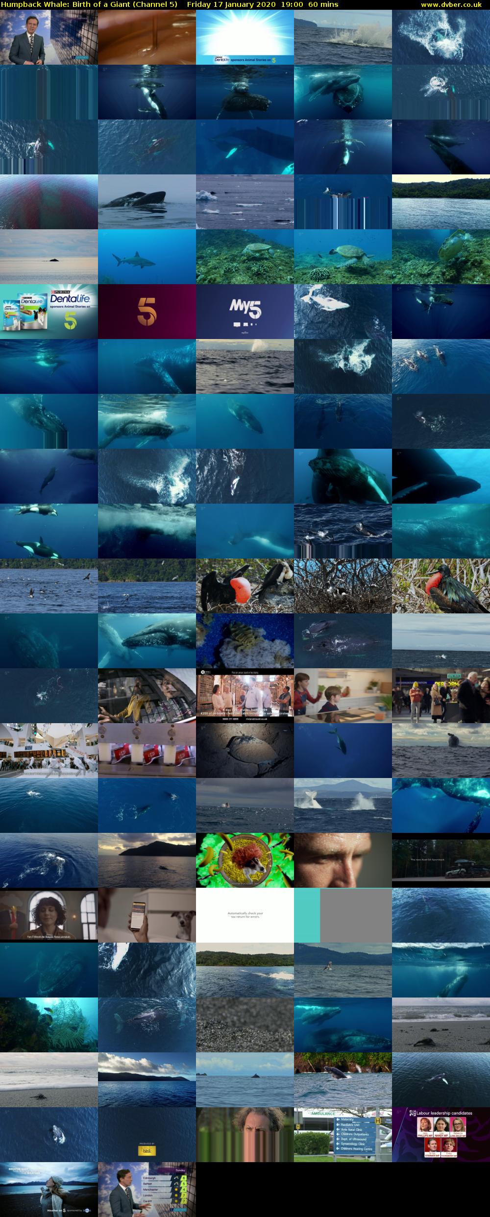 Humpback Whale: Birth of a Giant (Channel 5) Friday 17 January 2020 19:00 - 20:00