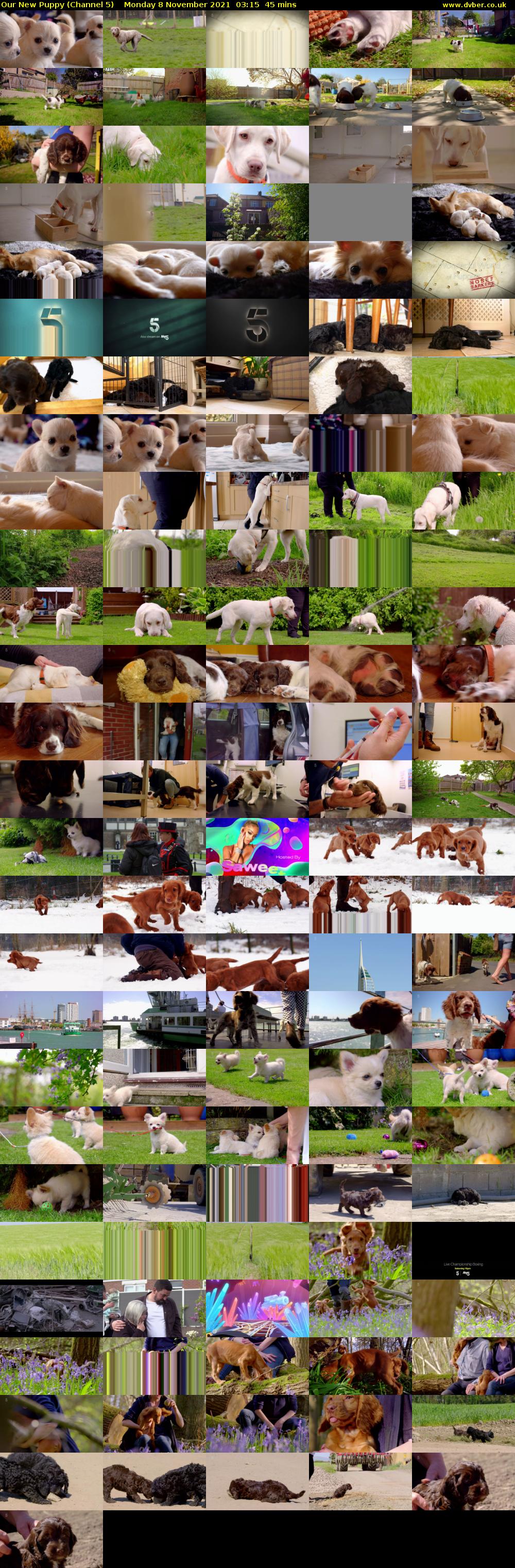 Our New Puppy (Channel 5) Monday 8 November 2021 03:15 - 04:00