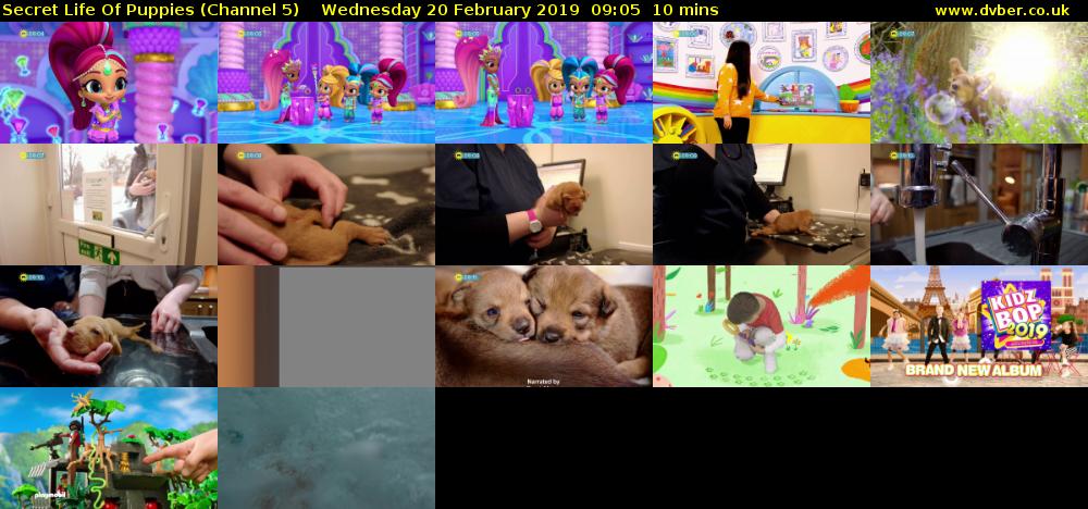 Secret Life Of Puppies (Channel 5) Wednesday 20 February 2019 09:05 - 09:15