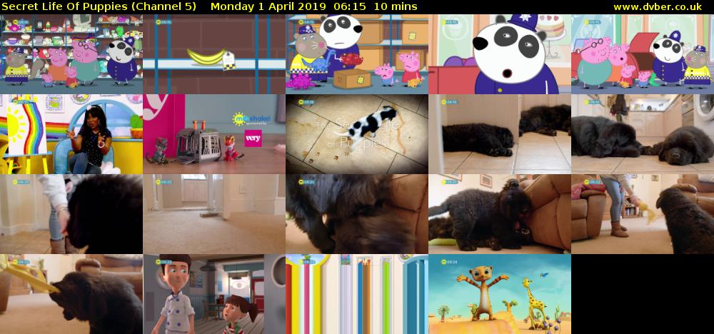 Secret Life Of Puppies (Channel 5) Monday 1 April 2019 06:15 - 06:25