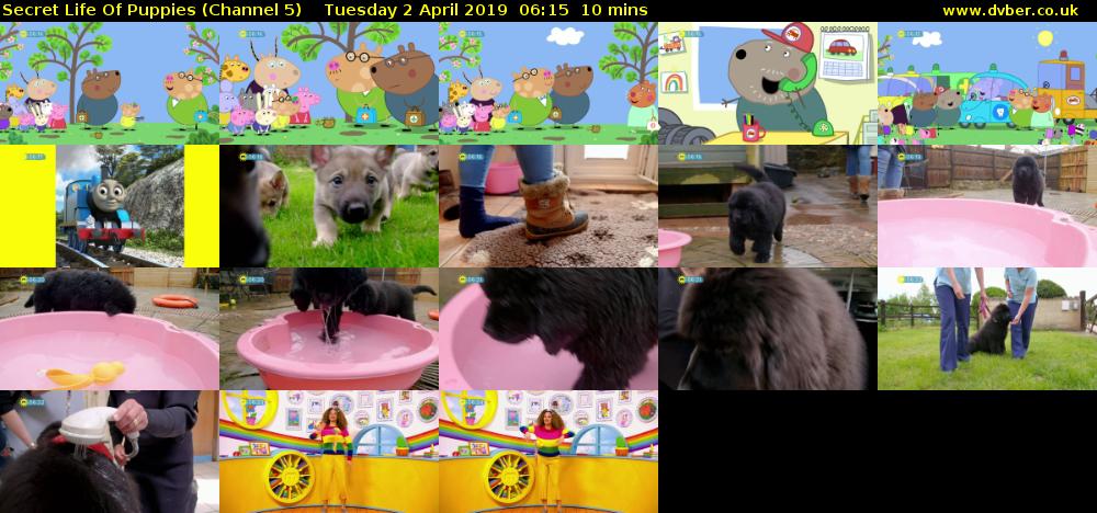 Secret Life Of Puppies (Channel 5) Tuesday 2 April 2019 06:15 - 06:25