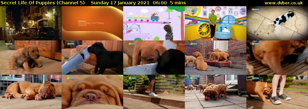 Secret Life Of Puppies (Channel 5) Sunday 17 January 2021 06:00 - 06:05