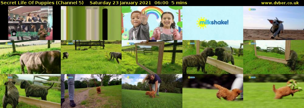 Secret Life Of Puppies (Channel 5) Saturday 23 January 2021 06:00 - 06:05