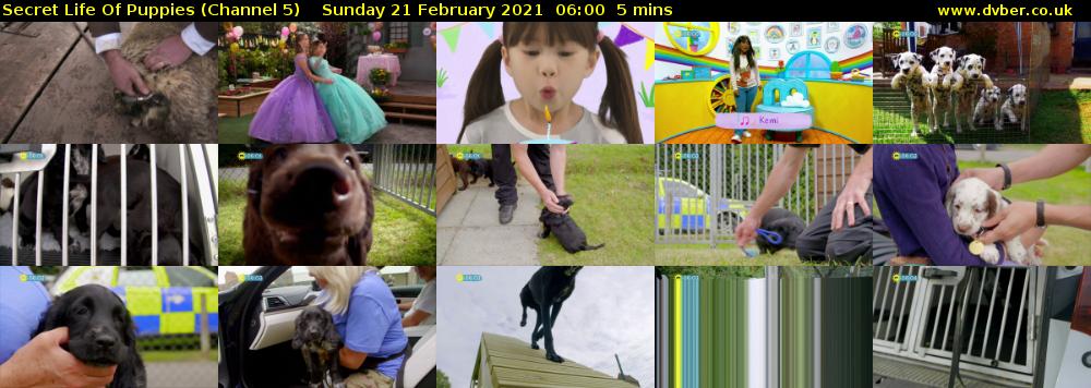Secret Life Of Puppies (Channel 5) Sunday 21 February 2021 06:00 - 06:05
