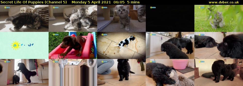 Secret Life Of Puppies (Channel 5) Monday 5 April 2021 06:05 - 06:10