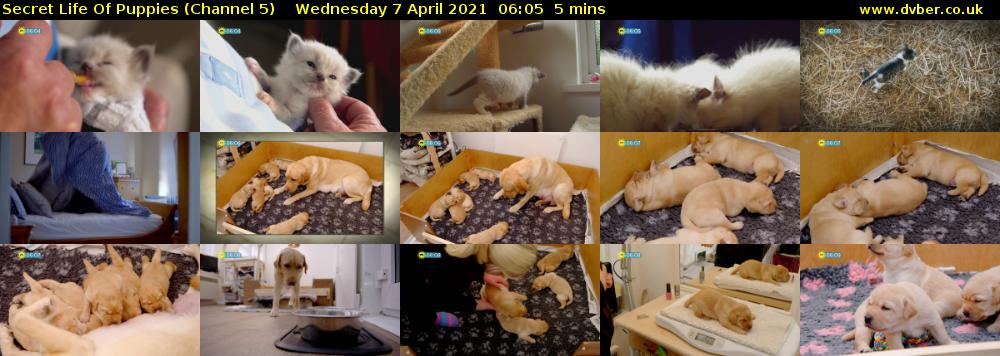Secret Life Of Puppies (Channel 5) Wednesday 7 April 2021 06:05 - 06:10