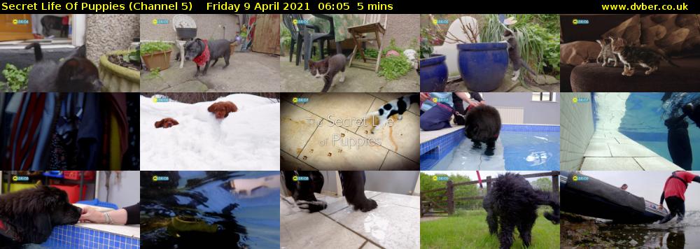 Secret Life Of Puppies (Channel 5) Friday 9 April 2021 06:05 - 06:10