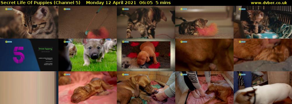 Secret Life Of Puppies (Channel 5) Monday 12 April 2021 06:05 - 06:10