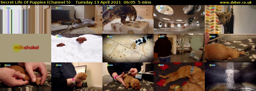 Secret Life Of Puppies (Channel 5) Tuesday 13 April 2021 06:05 - 06:10