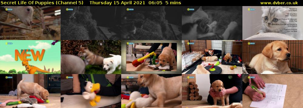 Secret Life Of Puppies (Channel 5) Thursday 15 April 2021 06:05 - 06:10