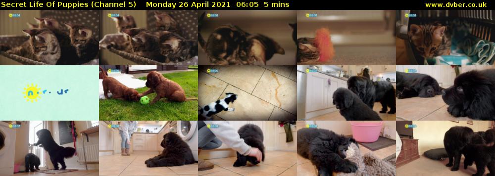 Secret Life Of Puppies (Channel 5) Monday 26 April 2021 06:05 - 06:10