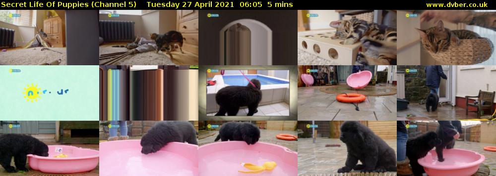 Secret Life Of Puppies (Channel 5) Tuesday 27 April 2021 06:05 - 06:10