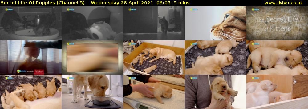 Secret Life Of Puppies (Channel 5) Wednesday 28 April 2021 06:05 - 06:10