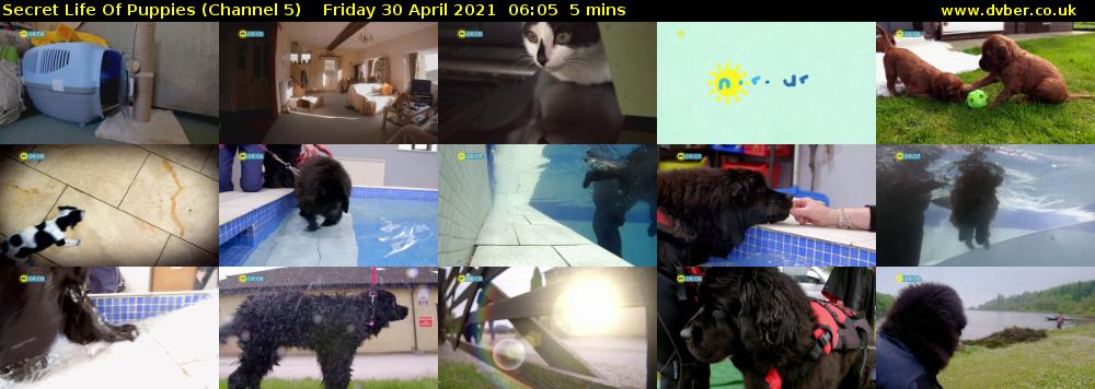 Secret Life Of Puppies (Channel 5) Friday 30 April 2021 06:05 - 06:10