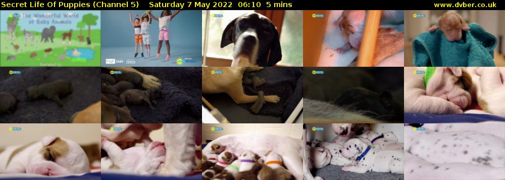 Secret Life Of Puppies (Channel 5) Saturday 7 May 2022 06:10 - 06:15