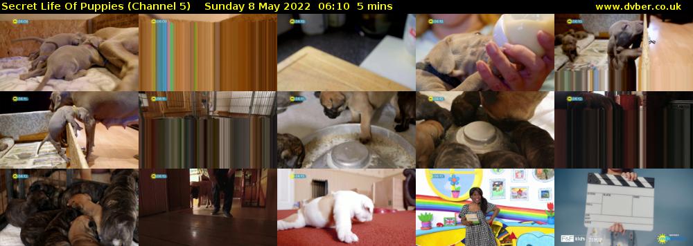 Secret Life Of Puppies (Channel 5) Sunday 8 May 2022 06:10 - 06:15
