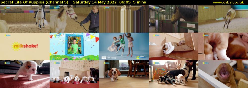 Secret Life Of Puppies (Channel 5) Saturday 14 May 2022 06:05 - 06:10