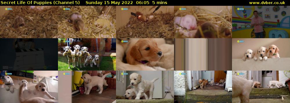Secret Life Of Puppies (Channel 5) Sunday 15 May 2022 06:05 - 06:10