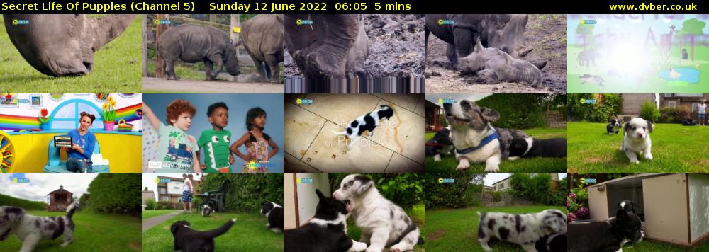 Secret Life Of Puppies (Channel 5) Sunday 12 June 2022 06:05 - 06:10
