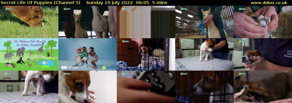 Secret Life Of Puppies (Channel 5) Sunday 10 July 2022 06:05 - 06:10
