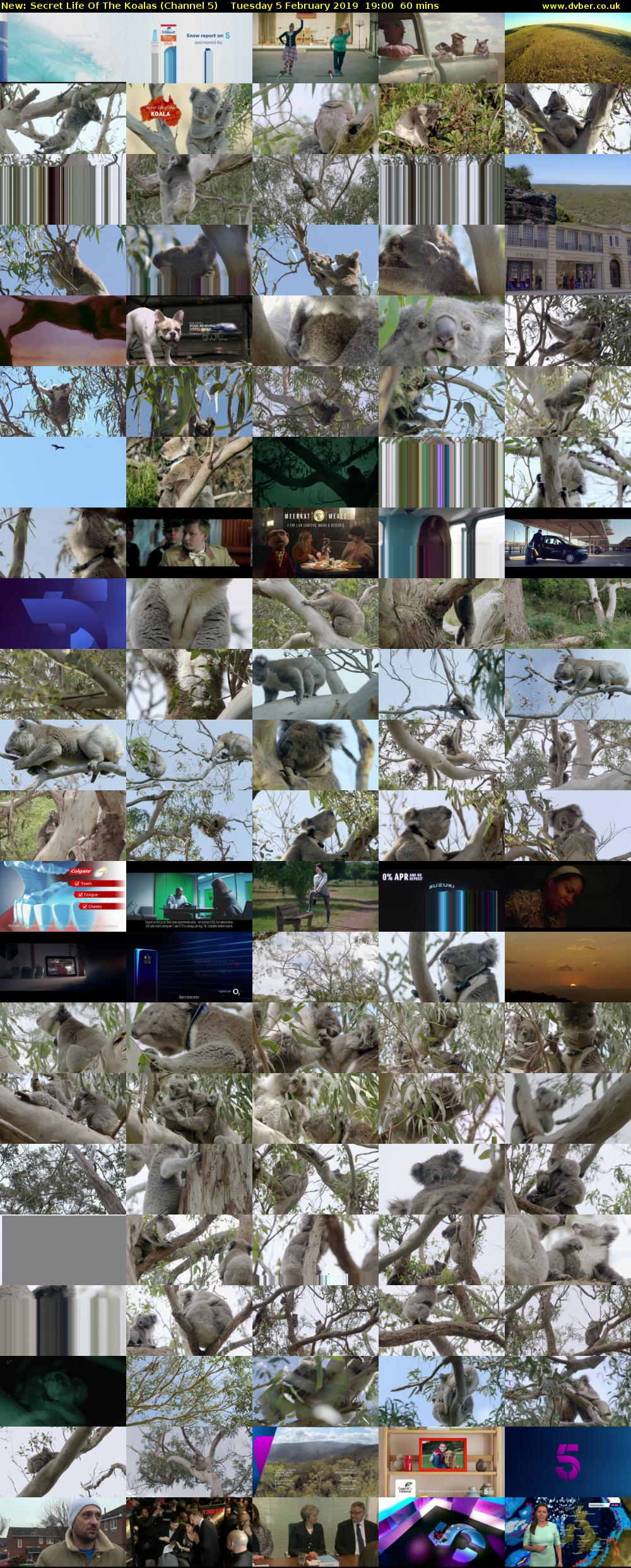 Secret Life Of The Koalas (Channel 5) Tuesday 5 February 2019 19:00 - 20:00