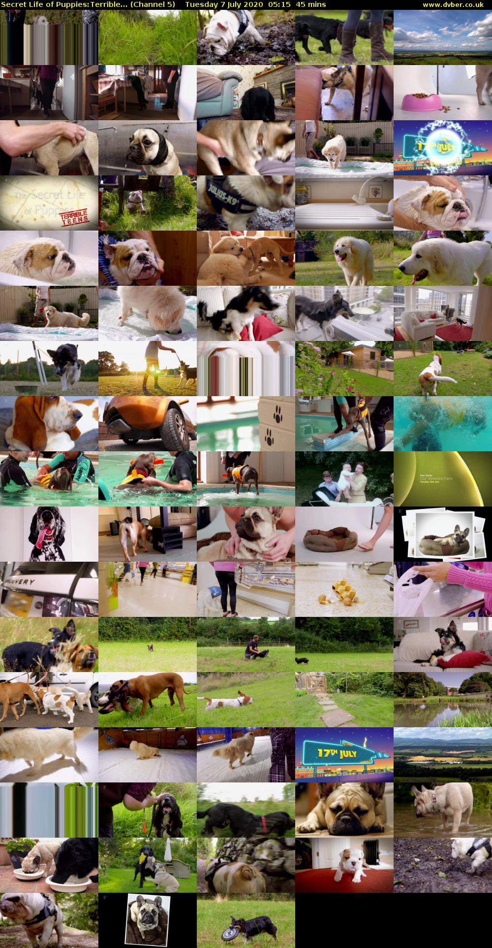 Secret Life of Puppies:Terrible... (Channel 5) Tuesday 7 July 2020 05:15 - 06:00