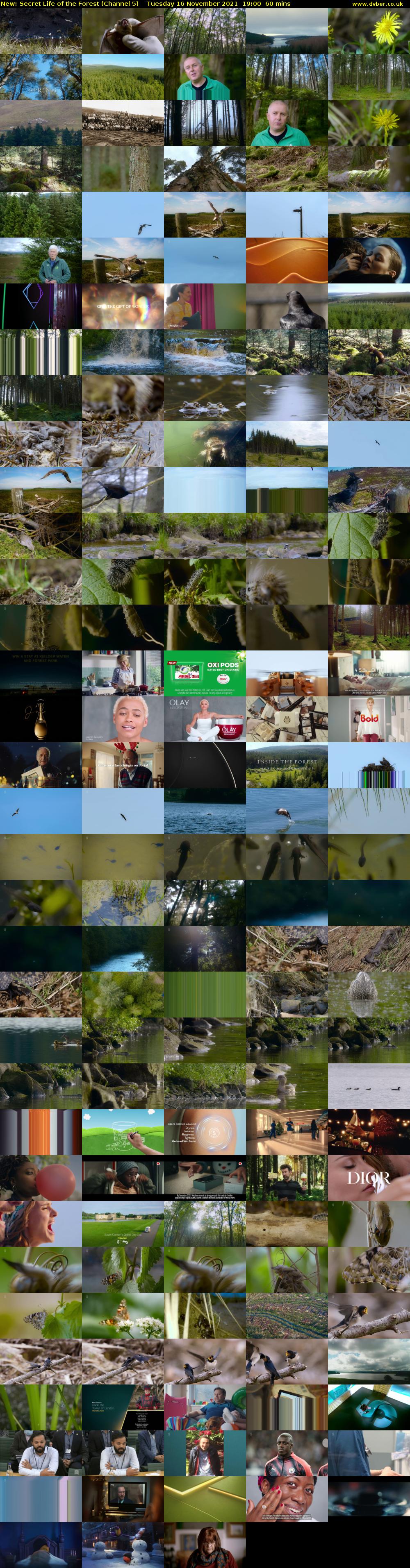 Secret Life of the Forest (Channel 5) Tuesday 16 November 2021 19:00 - 20:00