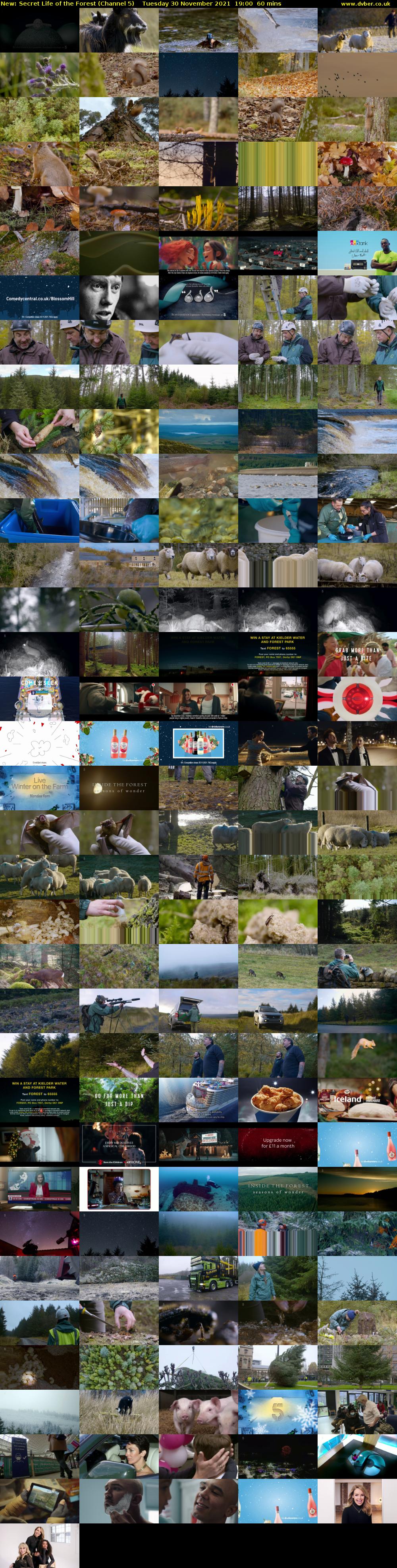 Secret Life of the Forest (Channel 5) Tuesday 30 November 2021 19:00 - 20:00