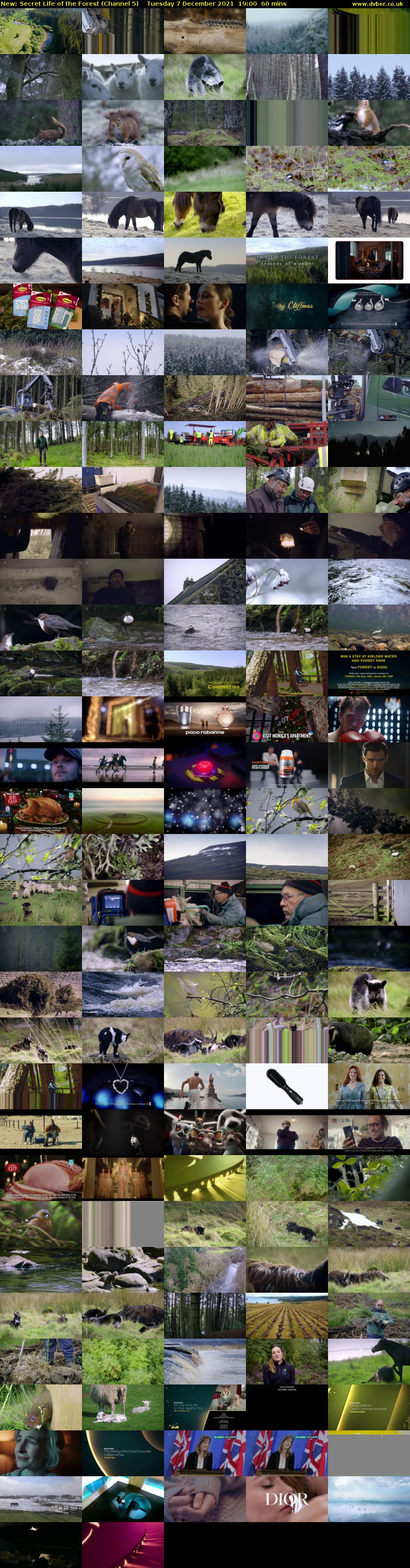 Secret Life of the Forest (Channel 5) Tuesday 7 December 2021 19:00 - 20:00