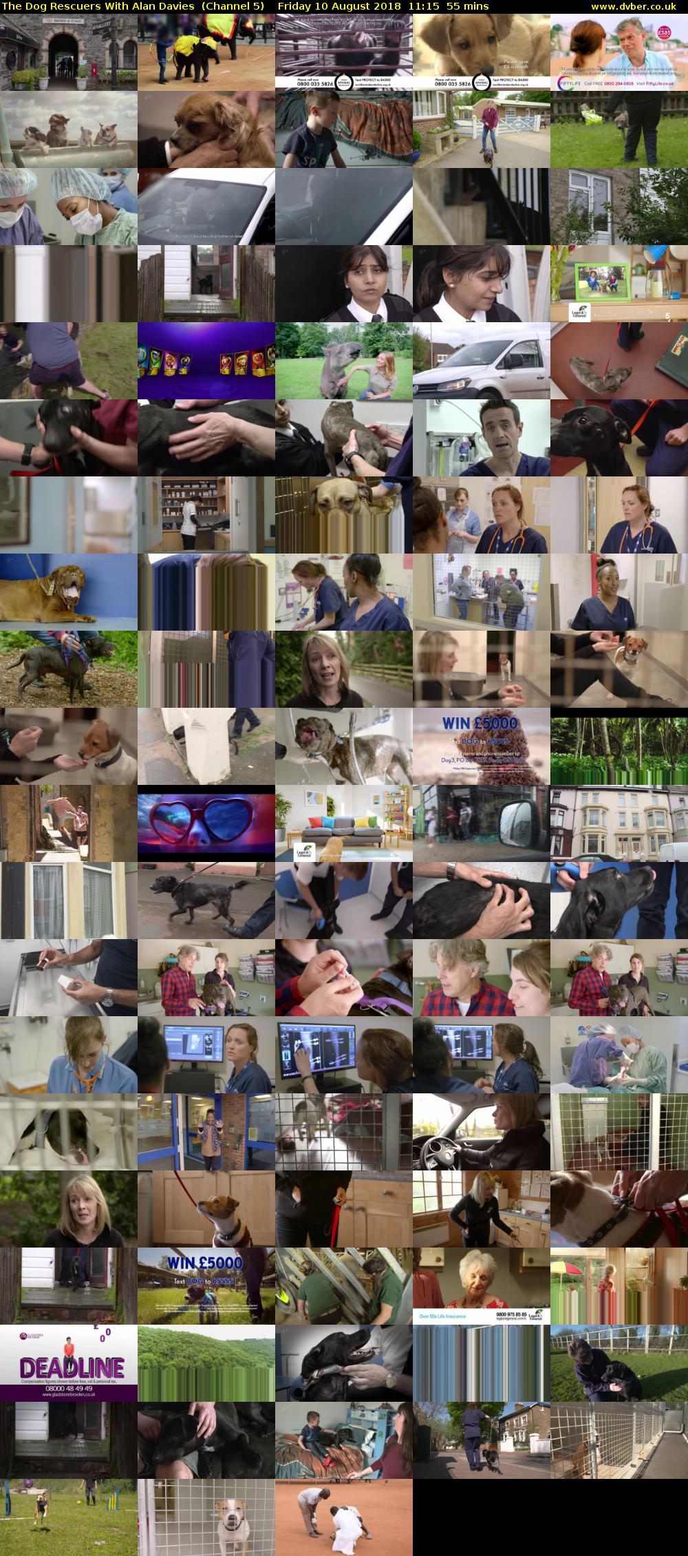 The Dog Rescuers With Alan Davies  (Channel 5) Friday 10 August 2018 11:15 - 12:10