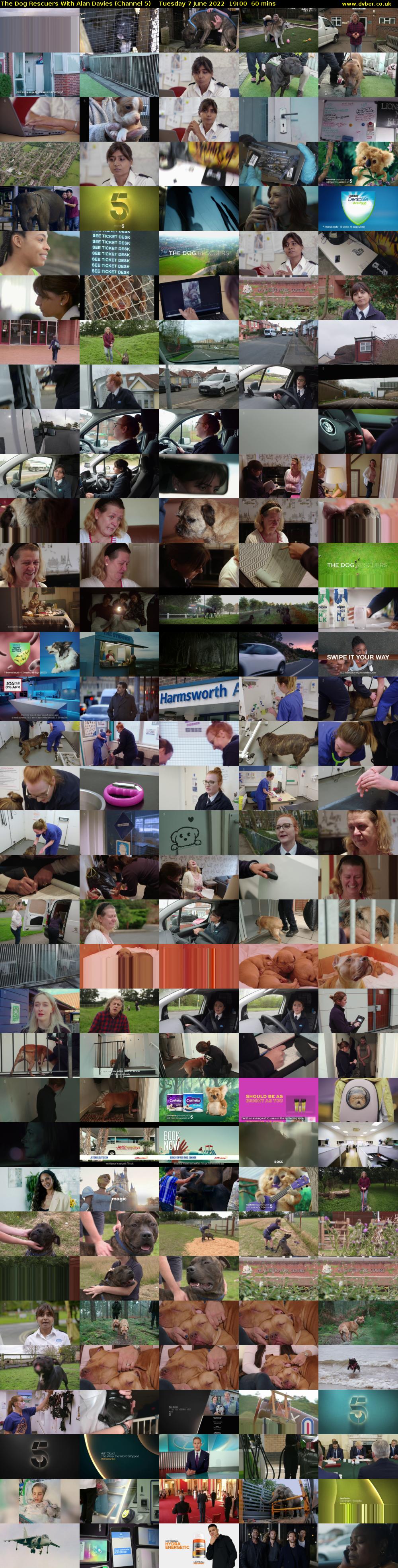 The Dog Rescuers With Alan Davies (Channel 5) Tuesday 7 June 2022 19:00 - 20:00