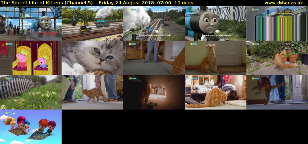 The Secret Life of Kittens (Channel 5) Friday 24 August 2018 07:00 - 07:10