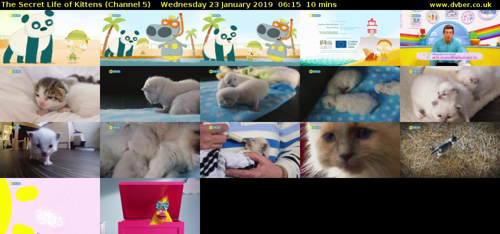 The Secret Life of Kittens (Channel 5) Wednesday 23 January 2019 06:15 - 06:25