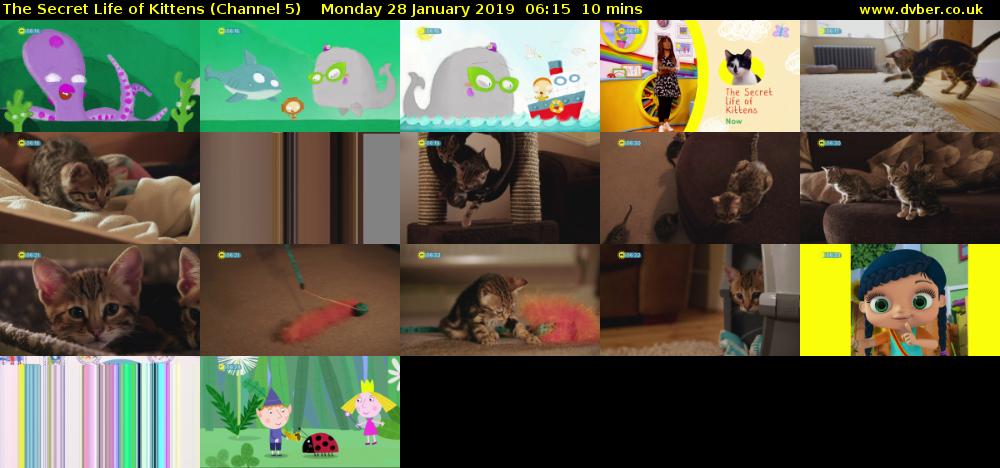 The Secret Life of Kittens (Channel 5) Monday 28 January 2019 06:15 - 06:25