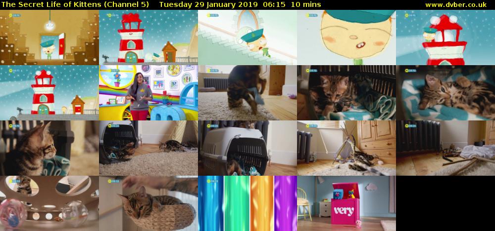 The Secret Life of Kittens (Channel 5) Tuesday 29 January 2019 06:15 - 06:25