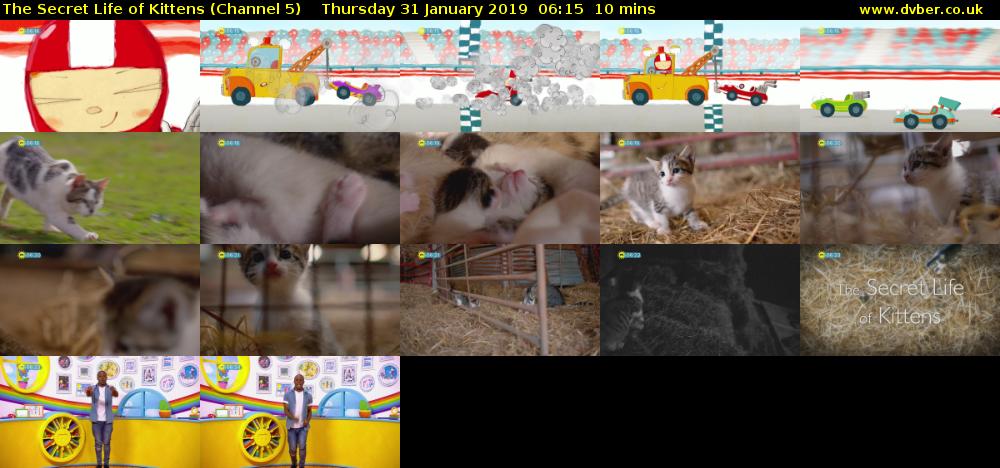 The Secret Life of Kittens (Channel 5) Thursday 31 January 2019 06:15 - 06:25