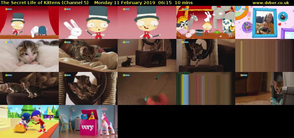 The Secret Life of Kittens (Channel 5) Monday 11 February 2019 06:15 - 06:25