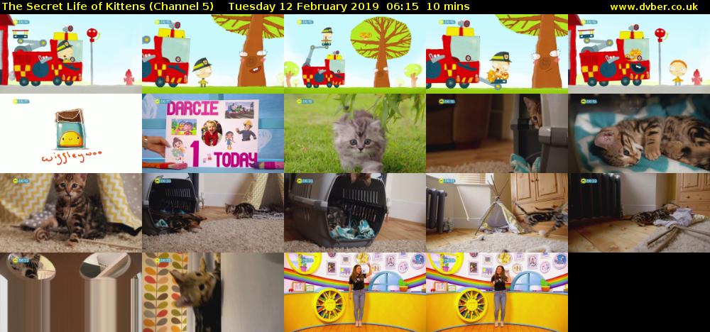 The Secret Life of Kittens (Channel 5) Tuesday 12 February 2019 06:15 - 06:25