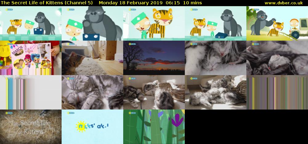 The Secret Life of Kittens (Channel 5) Monday 18 February 2019 06:15 - 06:25
